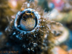 Taking  refuge in the leftover tube of a fanworm. Used an... by Victor Micallef 